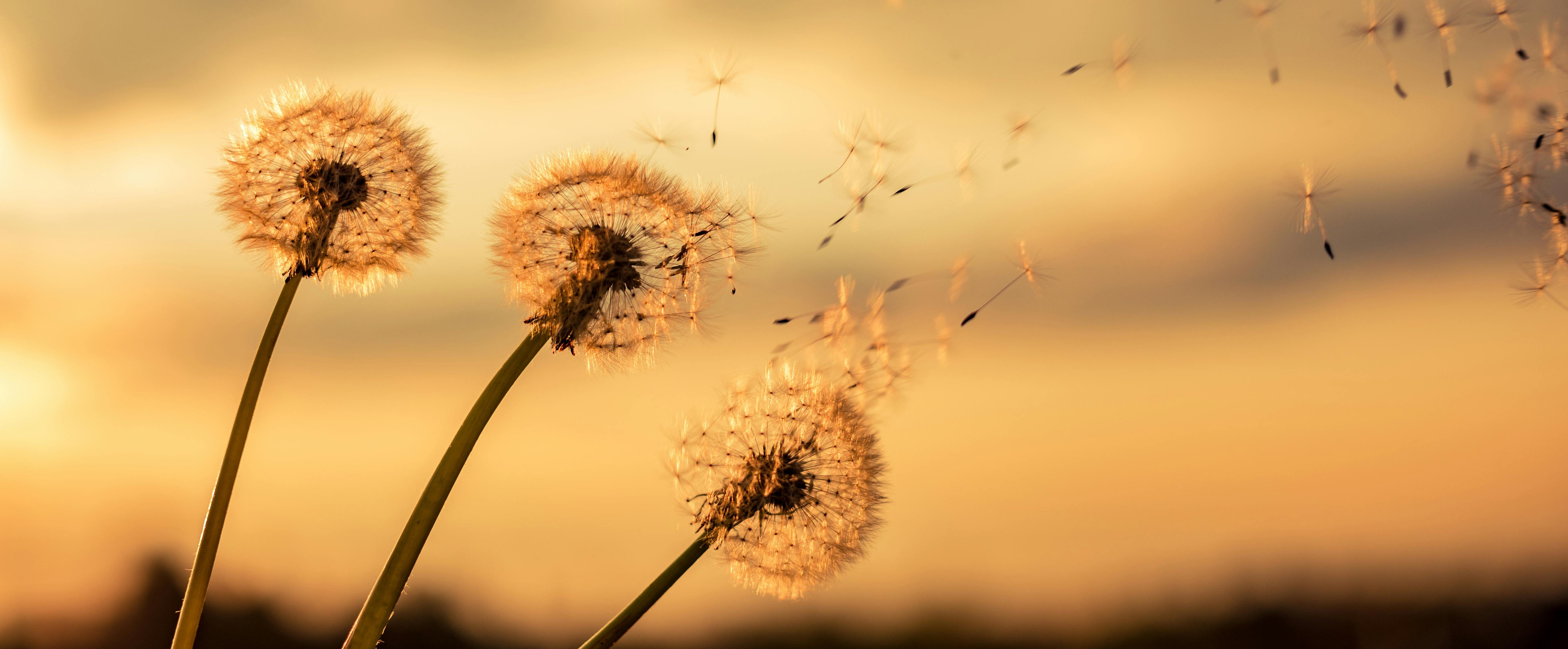 Opieka nad seniorami – HaliCARE Bydgoszcz